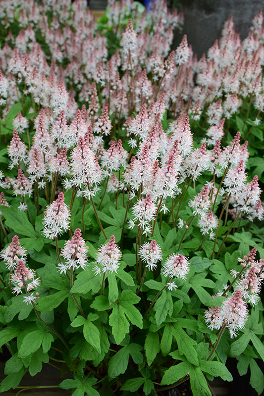 Tiarella 'Spring Symphony'