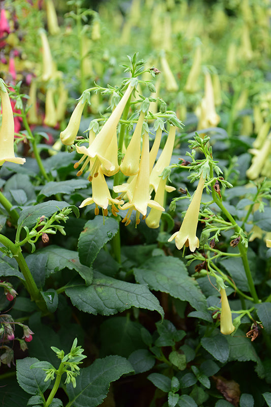 Phygelius 'Colorburst Yellow'