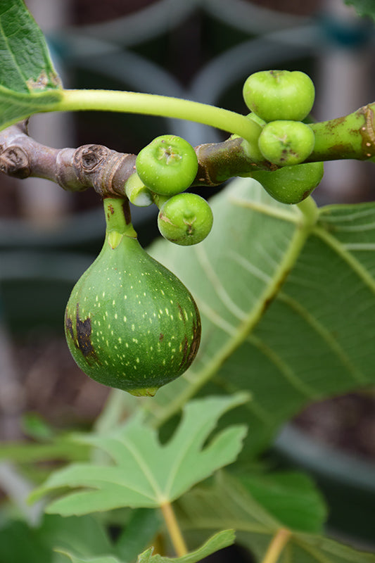 Ficus carica 'Kadota'