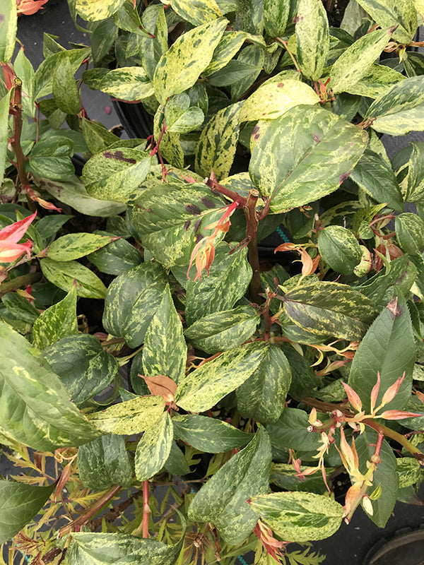 Leucothoe fontanesiana 'Rainbow'