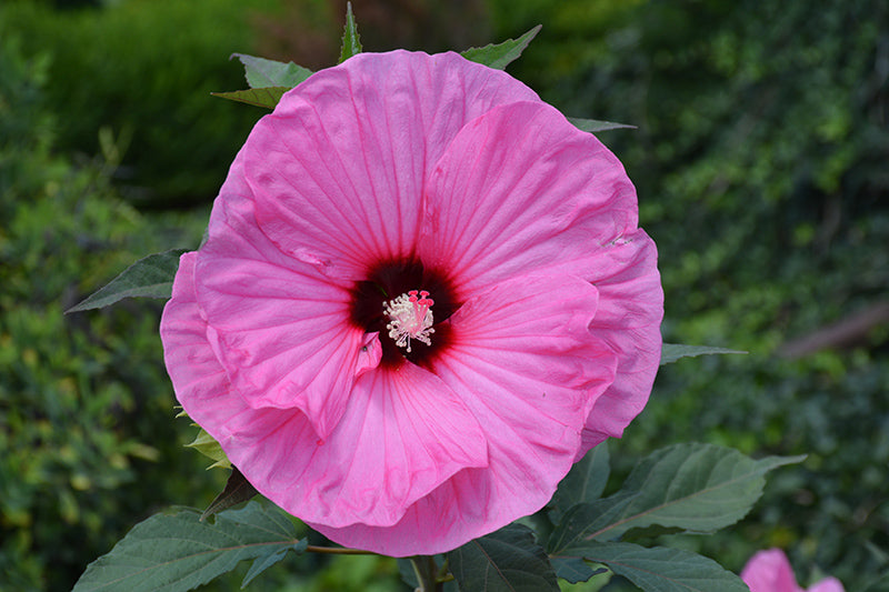 HIbiscus 'Candy Crush'