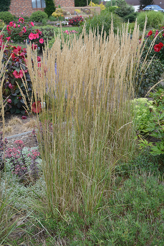Calamagrostis 'El dorado'