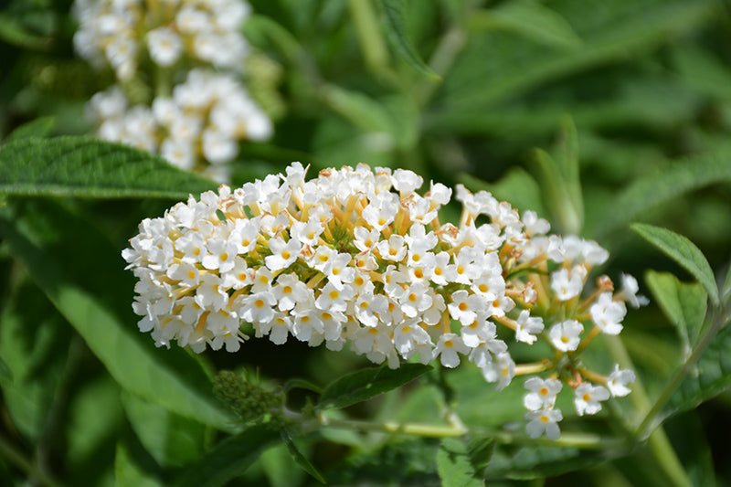 Buddleia Humdinger 'Little Angel'