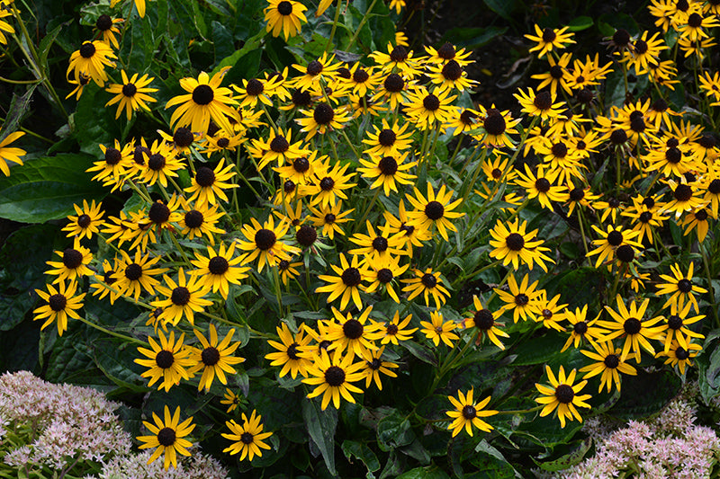 Rudbeckia 'Little Goldstar'