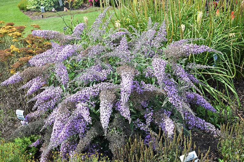 Buddleia 'Grand Cascade'