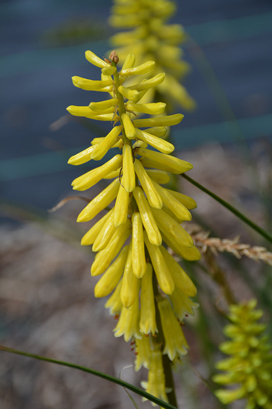 Kniphofia 'Lemon Popsicle'