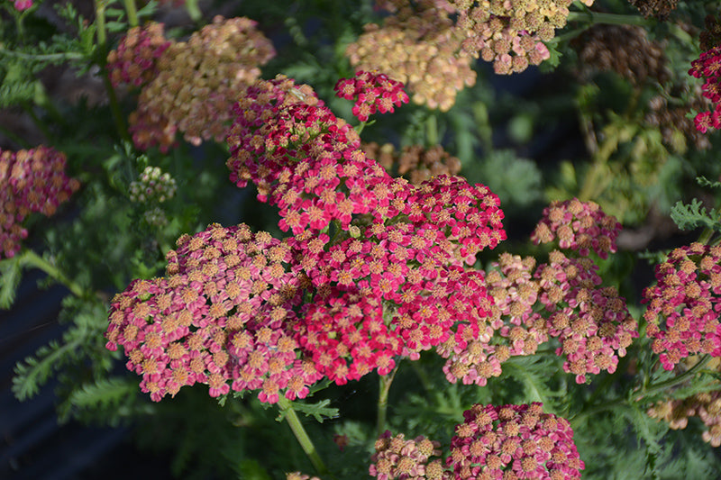Achillea 'Heartthrob'