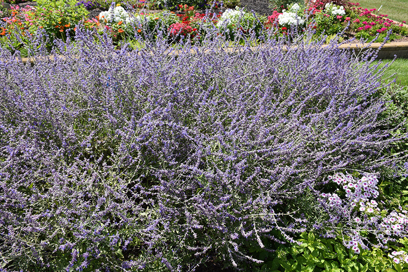 Perovskia atriplicifolia 'Crazy Blue'