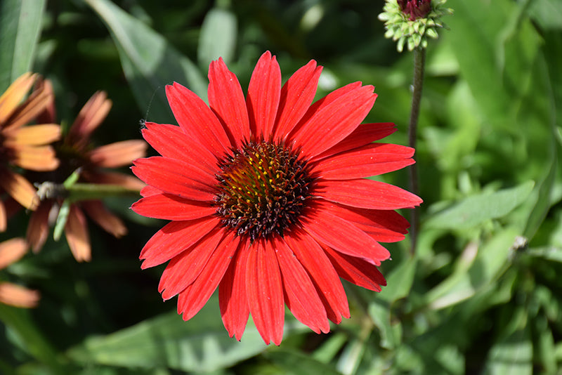 Echinacea 'Kismet Red'