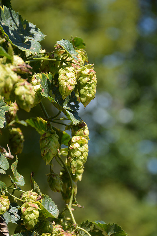 Humulus lupulus 'Cascade'