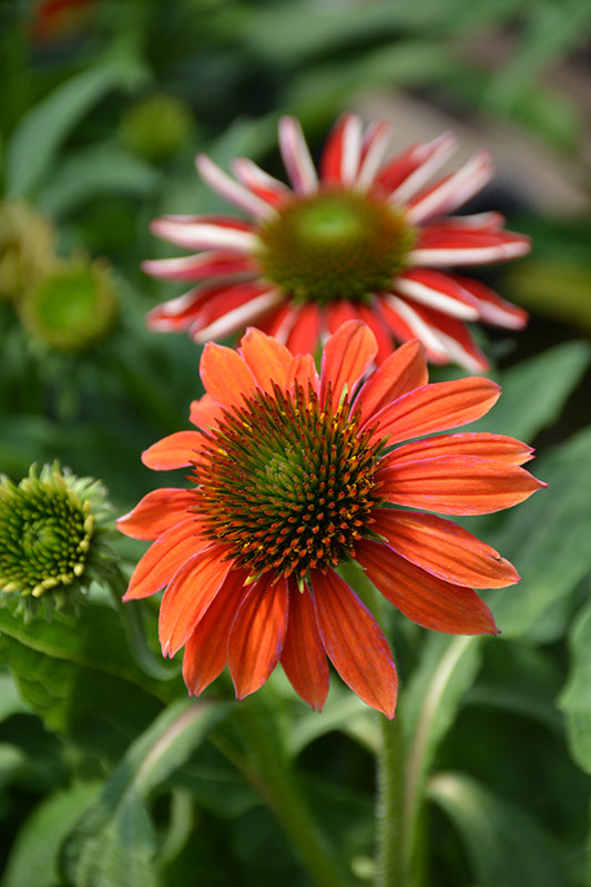 Echinacea 'Artisan Red Ombre'