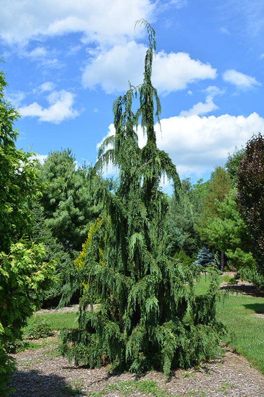 Chamaecyparis nootkatensis 'Jubilee'