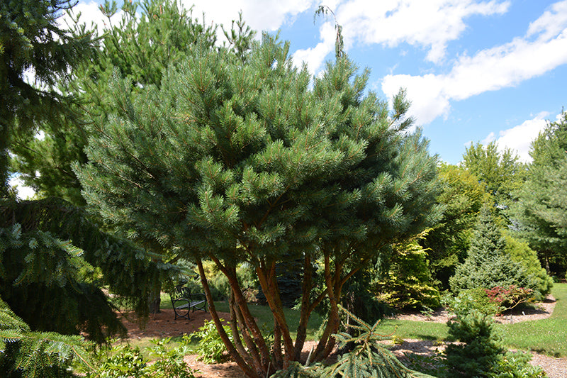 Pinus sylvestris 'Watereri'