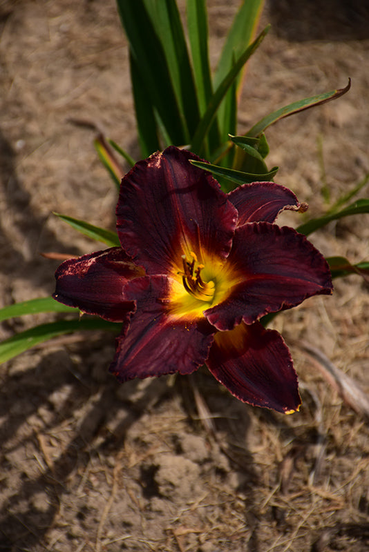 Hemerocallis 'Black Stockings'