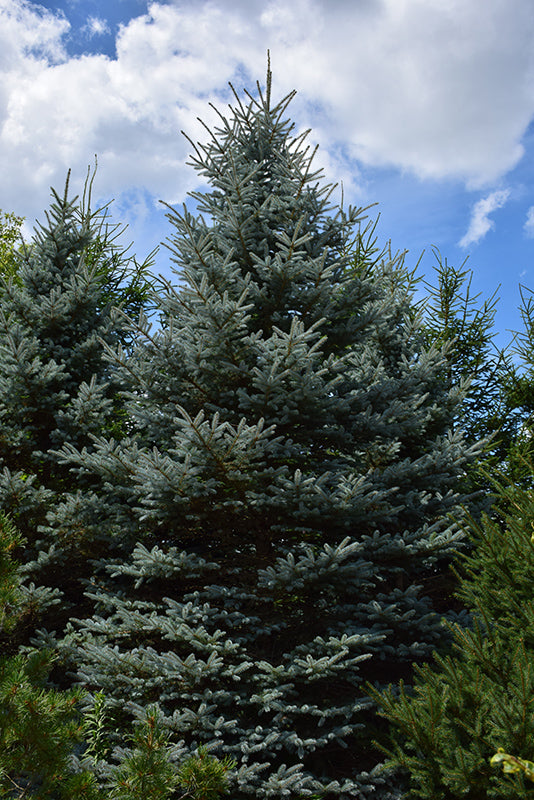 Picea pungens 'Baby Blue Eyes'