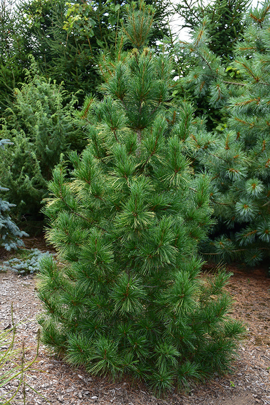 Pinus strobus 'Fastigata'
