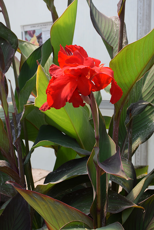 Canna 'Black Knight'