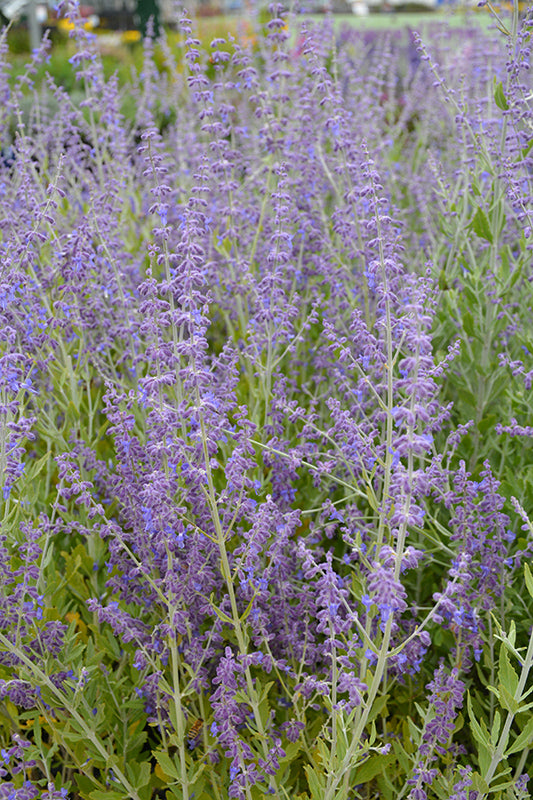Perovskia atriplicifolia 'Little Spire'