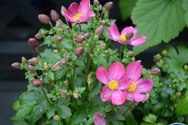 Anemone 'Red Riding Hood'