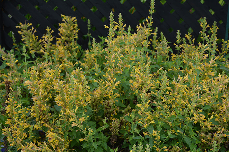 Agastache 'Kudos Yellow'