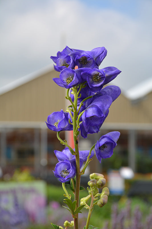 Aconitum fischeri