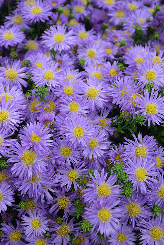 Aster 'Kickin Purple'
