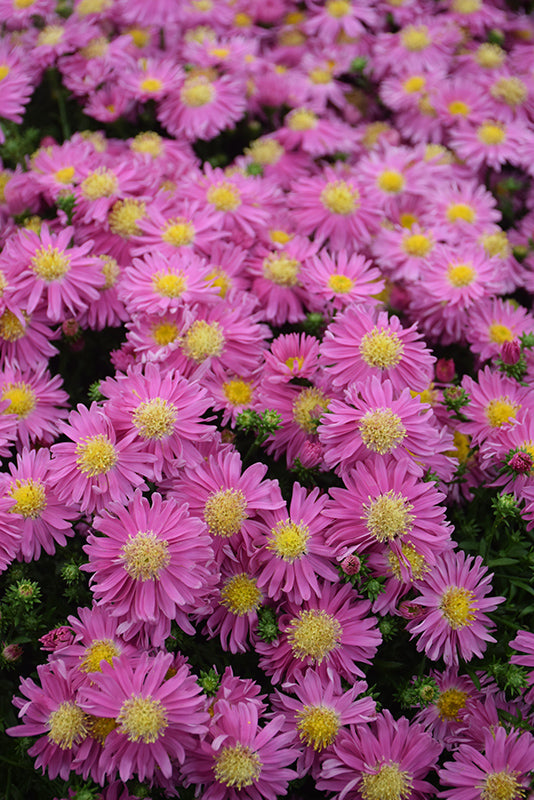 Aster 'Kickin Carmine'