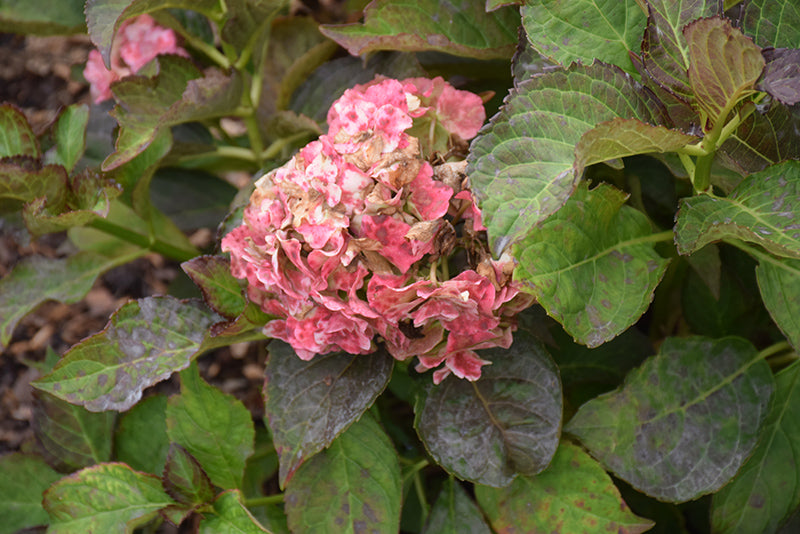 Hydrangea macrophylla 'Miss Saori'