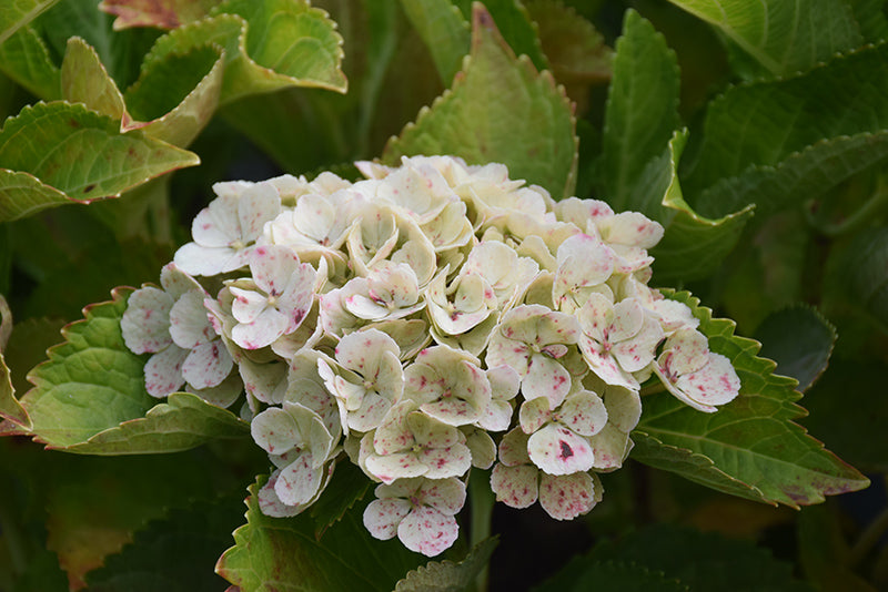 Hydrangea macrophylla Everlasting 'Amethyst'