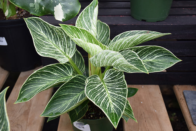 Philodendron 'Birkin'