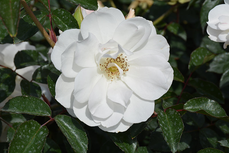 Rosa 'Iceberg'