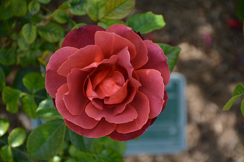 Rosa 'Hot Cocoa'