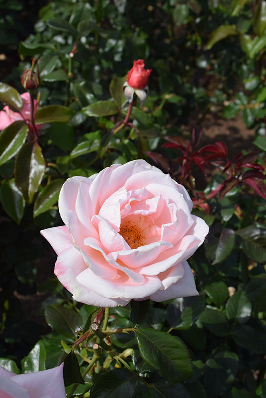 Rosa 'New Zealand'