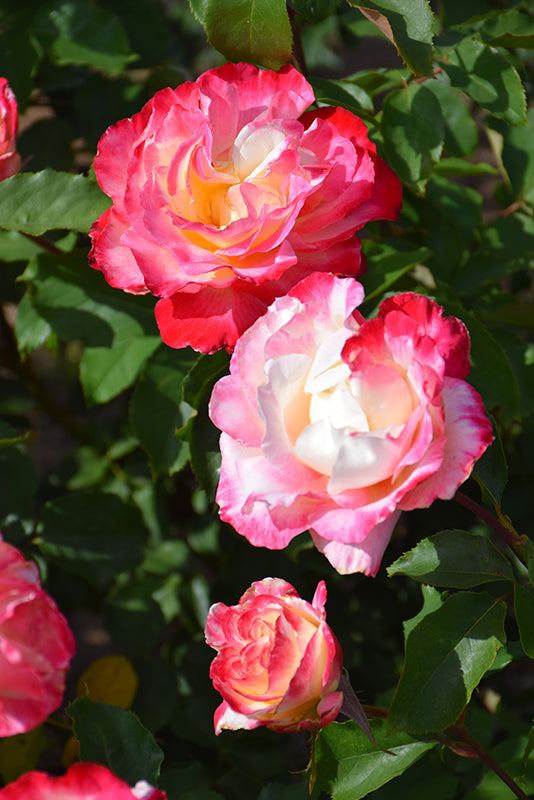 Rosa 'Double Delight'