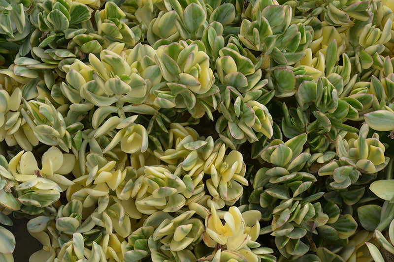 Crassula ovata 'Variegata'