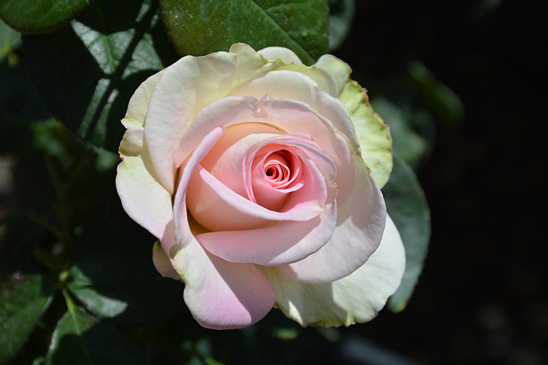 Rosa 'Falling In Love'