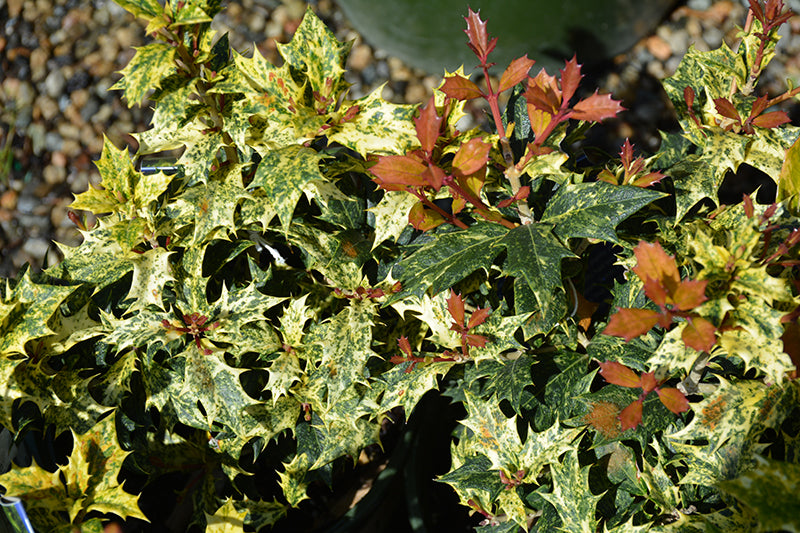 Osmanthus heterophyllus 'Goshiki'