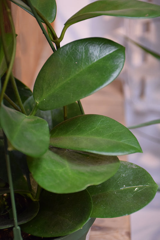 Hoya australis grande