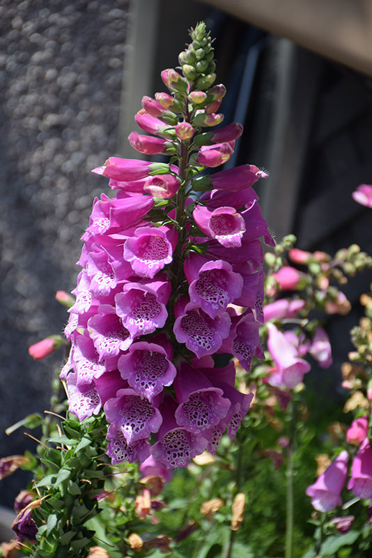 Digitalis purpurea 'Dalmation Purple'