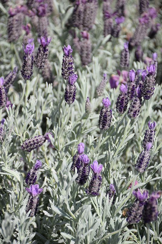 Lavandula stoechas 'Silver Anouk'