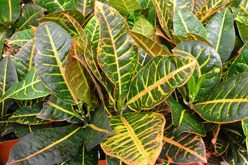 Codiaeum variegatum 'Petra'