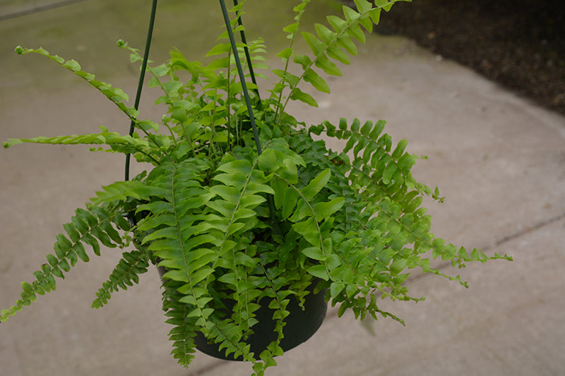 Nephrolepis exaltata 'Blue Bell'