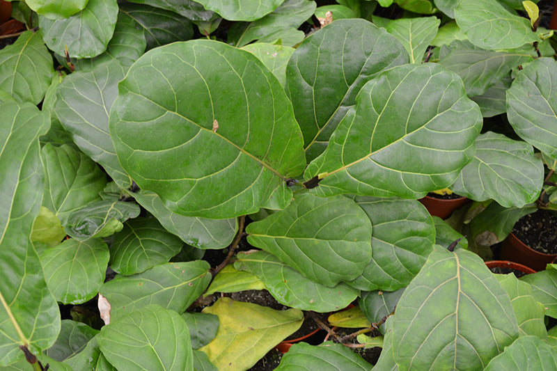 Ficus lyrata 'Bambino'