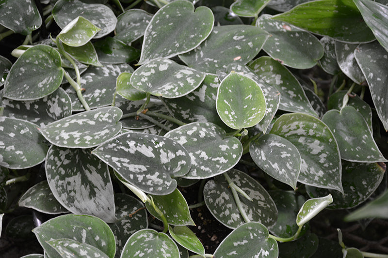 Epipremnum aureum 'Satin'