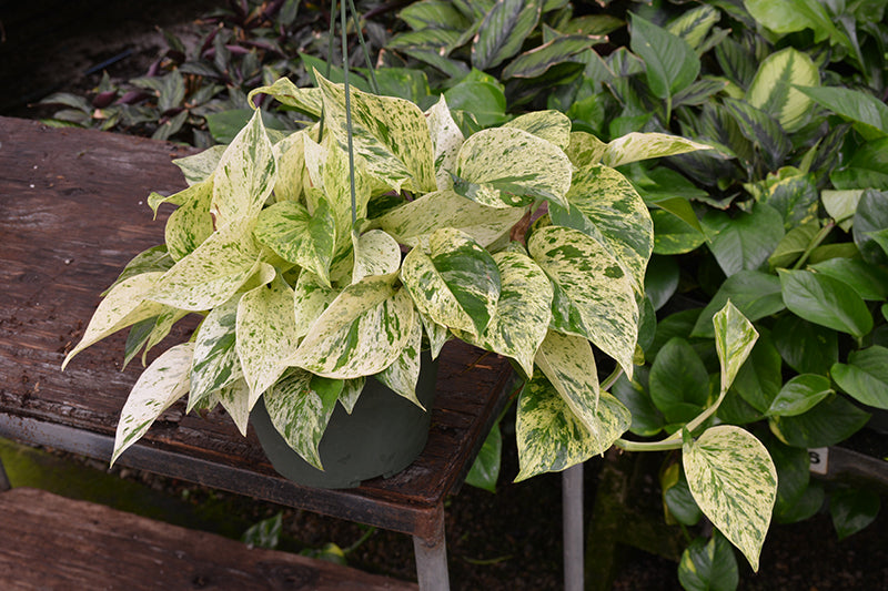 Epipremnum 'Marble Queen'