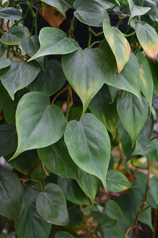 Epipremnum aureum 'Jade'