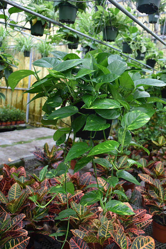 Philodendron Cordatum