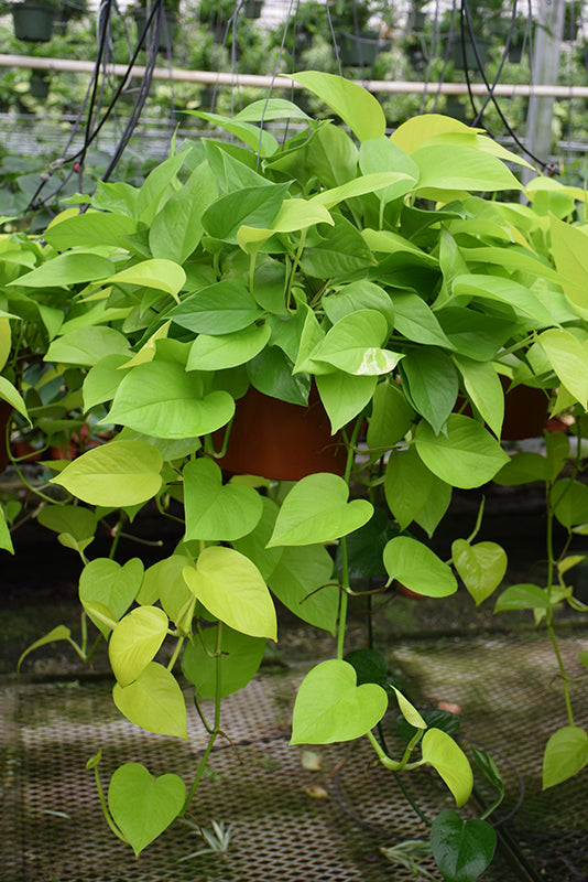 Epipremnum aureum 'Neon'