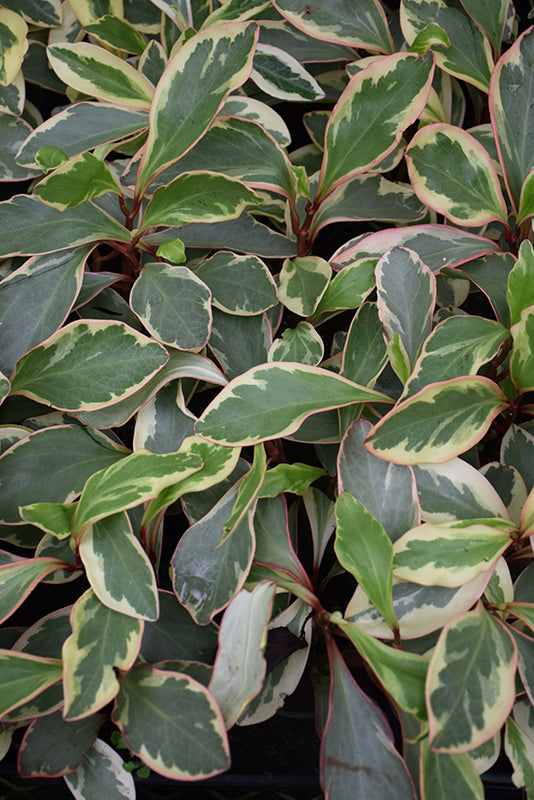 Peperomia clusiifolia 'Ginny'