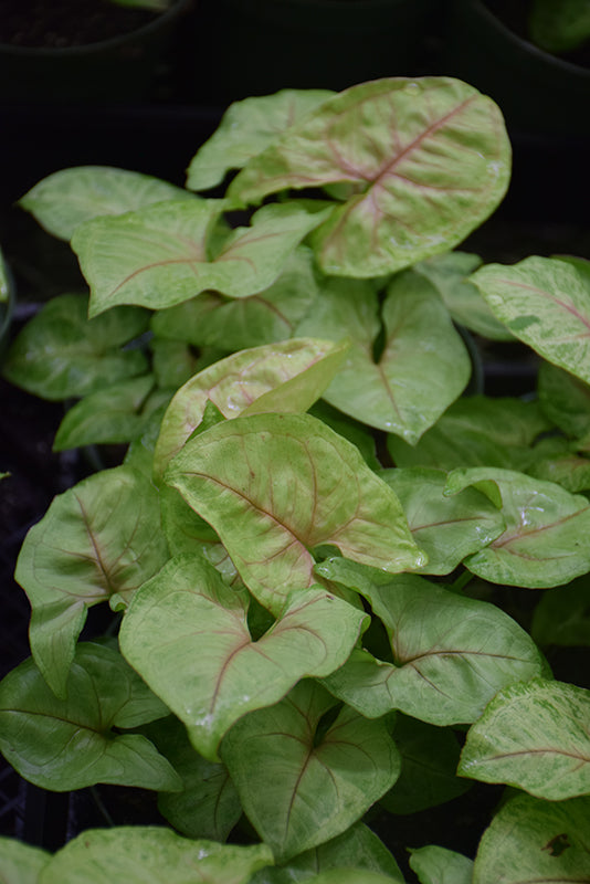 Syngonium 'Gold Allusion'